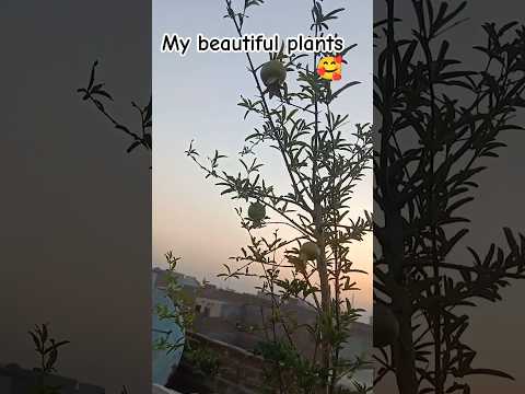 my beautiful plants 😍#gardening #youtube #plants #terrace #garden #shorts