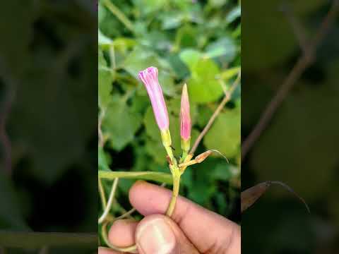 চিরস্থায়ী সুখ পৃথিবীতে হয়না #ইসলামিক_শর্ট_ভিডিও #বাংলা_ইসলামিক_ওয়াজ #mizanurrahmanazhari #waz2025