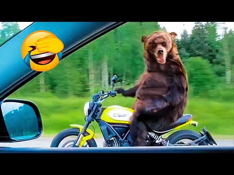 Best Funny Animal Videos Of The 2022 🤣 - Funny Farm And Wild Animals Videos 🐴🐻 - UC09IvZwjpunzrdHH1EHok-w