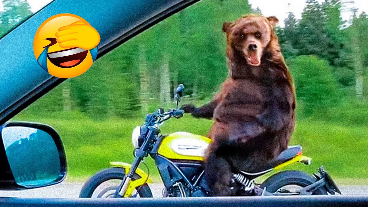 Best Funny Animal Videos Of The 2022 🤣 – Funny Farm And Wild Animals Videos 🐴🐻