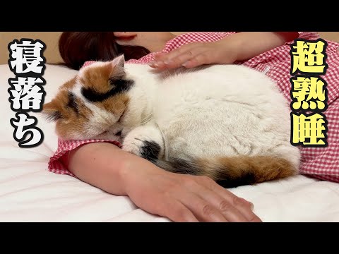 6匹の猫に愛される母【リラックス音楽】