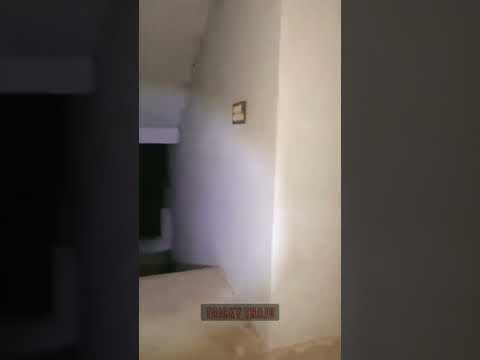 gray wolf vasu captured on haunted college!!! #ghosts #graywolf #shorts #viwes