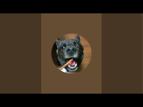 甲斐犬一休と猫のしずくと僕のチャンネル がライブ配信中!