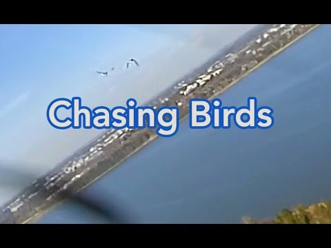 Flying together with birds in a RC glider - UCyfFgNaK7j73jAcrtsN7I9g