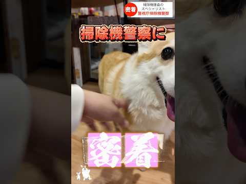 掃除機警察24時 #コーギー #corgi #つーちゃん