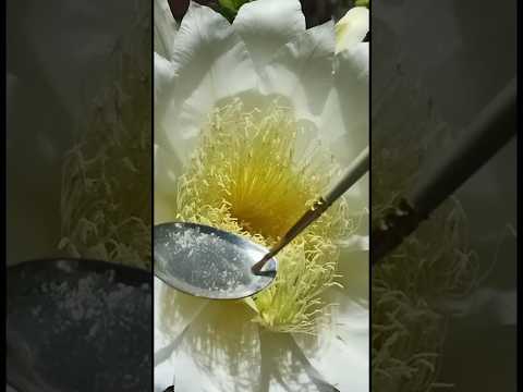 artificial pollution 🌺..#shorts #youtubeshorts #gardening #pollination #pitaya #dragonfruit