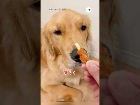 猫の動画サムネイル - ガブっと食べない練習｜PECO