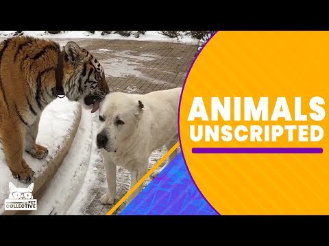 Animals Unscripted - UCPIvT-zcQl2H0vabdXJGcpg
