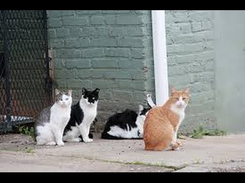 Como Solucionar el problema de Gatos Callejeros- Gatos Ferales - TvAgro por Juan Gonzalo Angel - UCzW1r6IO7r8C2RPLZrD5lwA