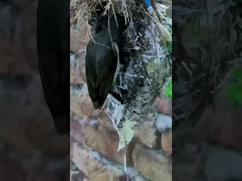 Nature’s Beauty – Sunbird Babies in Their Cozy Home (p 1) #shorts