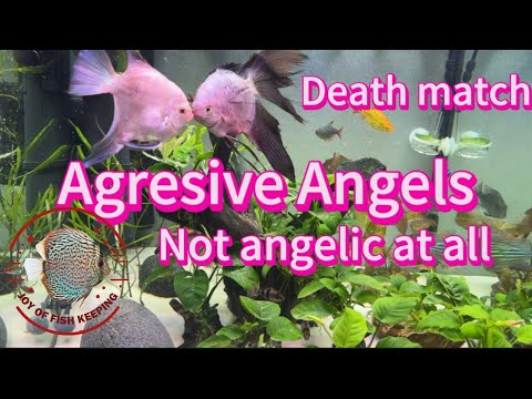 Aggressive angels , death match As true ciclids angels can be very aggressive and not so angelic. Take a look at these two.