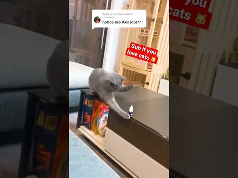 Cat learns not to be mischievous 😼