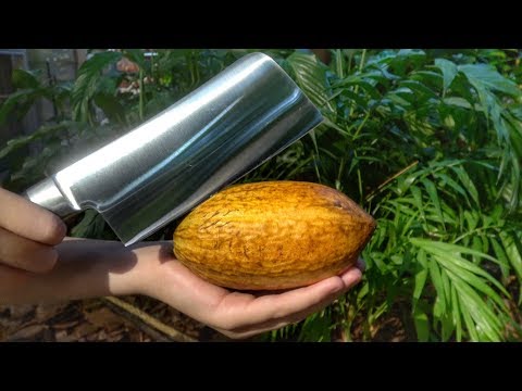 What's inside a Cocao Pod? - UCSrPuHtKbst7Zy8pyWn_3Cg