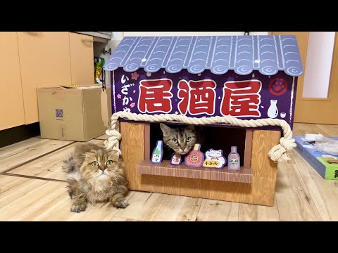 猫に居酒屋ハウスをプレゼントするとこうなりますw