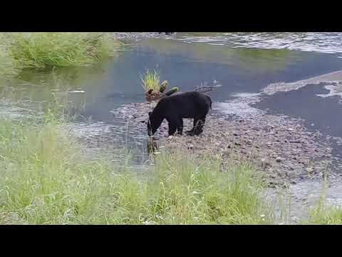 Running Bear Fishing!  Alaskan Wildlife - Juneau, Alaska