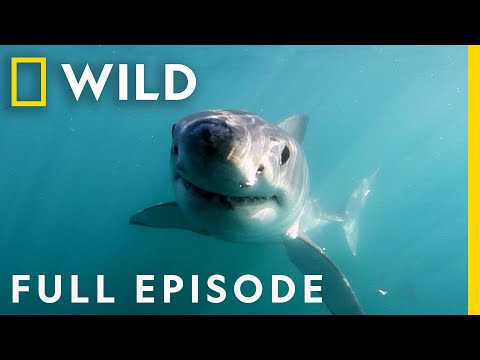 Shark Attacks on the Florida Space Coast (Full Episode) | When Sharks Attack