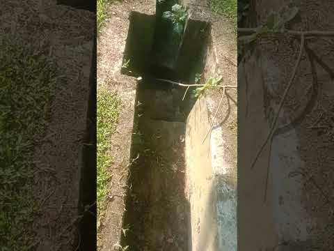 দেশি সান্ডা পালিয়ে গেল #shortsvideo #animalcharacters