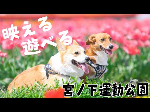 【チューリップ祭り2024】宮ノ下運動公園は犬とのお花見にピッタリの場所でした