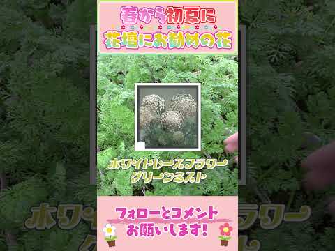 春から初夏にお勧めの花ｂｙ園芸チャンネル 764 園芸 ガーデニング 初心者