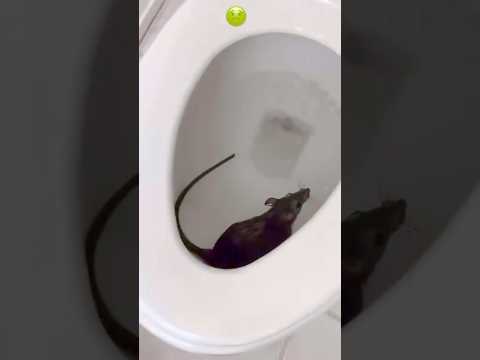 Quelle Honte 🙆🏾‍♂️