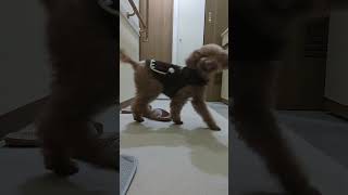 ＜保護犬 トイプードル＞月曜日のメグちゃん
