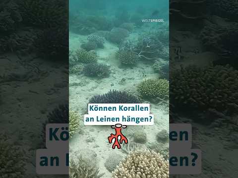 Fidschi Inseln: Können Korallen an Leinen hängen?