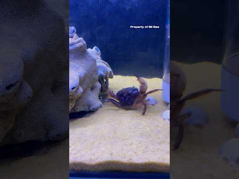 Mantis Shrimp Punch (Slowmotion) #mantisshrimp