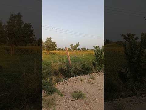 new haryanvi song#shortvideo#rajasthaniclture#trendingsong#rajasthani