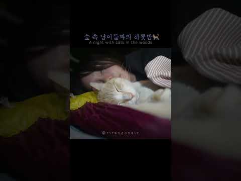 ⚠️키우는 냥이 아님주의 / 소쩍새 소리들리는 숲속에서 보내는 하룻밤 #솔로캠핑 #camping #캠핑 #고양이