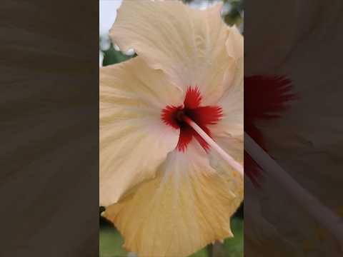 गुड़हल का फूल 🌺🌺🌺 #shorts #trending #ytshorts