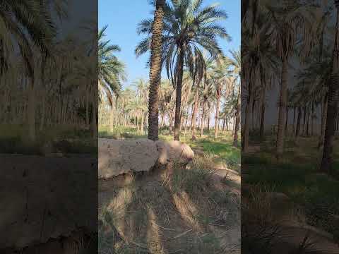 حياة الريف #music #animeedit #phonk