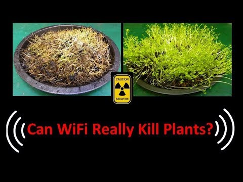 Can WiFi Really Kill Plants - UCHqwzhcFOsoFFh33Uy8rAgQ
