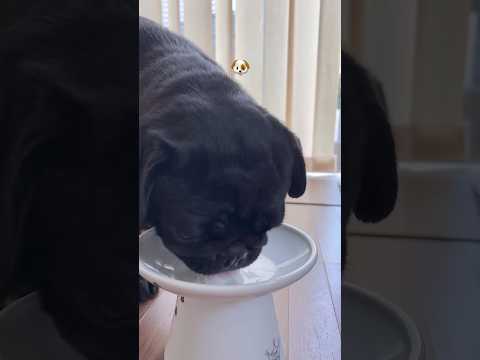 ASMR #ジブリ #dog #パグ #柴犬 #わんこ #shibainu #shibadog #pug #milk #食いしん坊 #hungry #牛乳 #asmr #short #doggie サムネイル