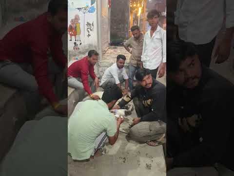 दिपावली की हार्दिक शुभकामनाएं जय गौ माता जय गोपाल❤️🚩