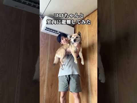あまりの暑さに、愛犬と避難しました