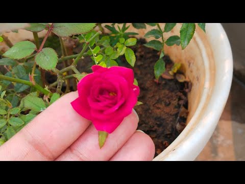 देव उठनी एकादशी की बहुत-बहुत बधाई हो आप सबको !!राधे-राधे जय माता दी