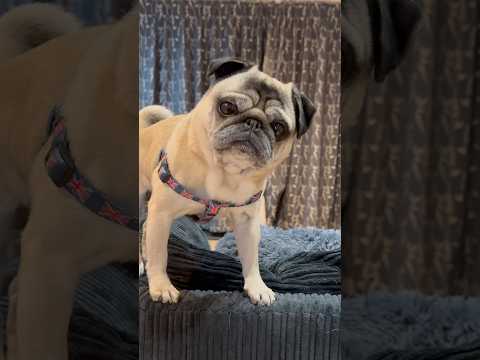 One TIRED Cutie! 🥰 #pug #dog #shortsfeed