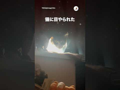 猫が見つめる瞬間を楽しむ：癒しのかわいい動画集 サムネイル