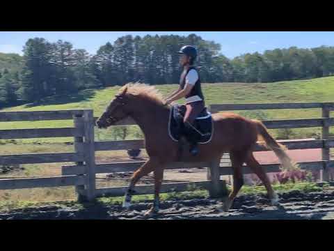 販売中*2才牝ジャスパー 2025/09/26