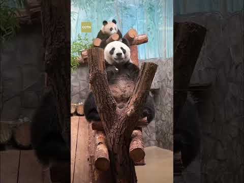 Giant panda Katyusha celebrates first birthday in Russia