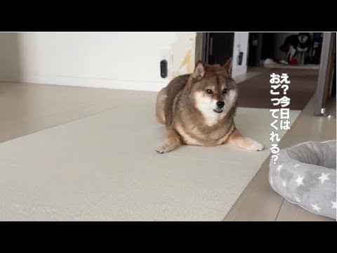 犬の動画サムネイル - おごるって言ったのに・・・。