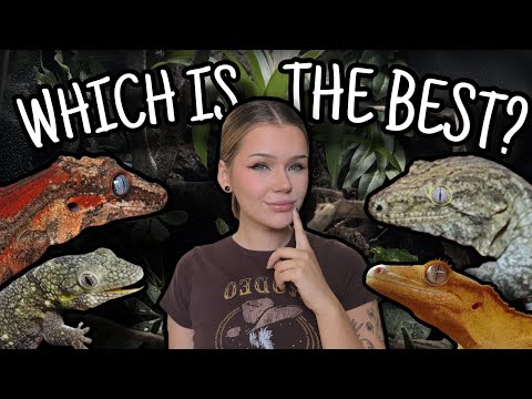 What Is The BEST Pet Gecko? | Cresties, Gargoyles, Leachies and more!