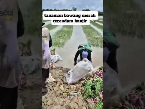lahan bawang merah terkena banjir #shorts #budidayatanaman #pertanian #sayuran #bawangmerah #viral