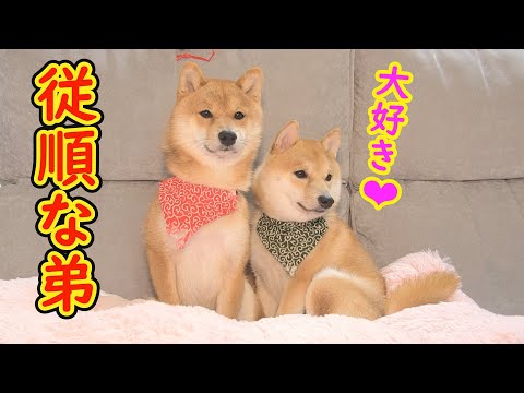 まるで昭和の野球部のように、上下関係を重んじる柴犬