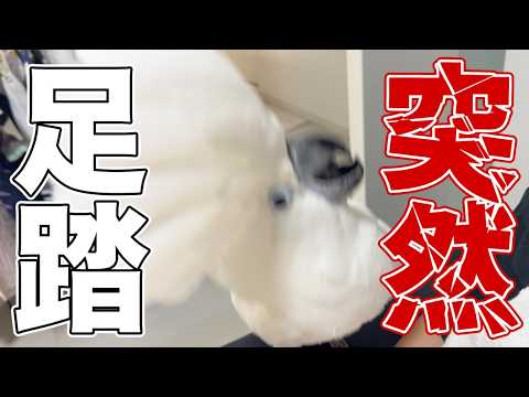 突然の足踏み…オウムは私達に何を伝えようとしているのか