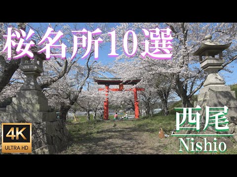 西尾市 桜名所10選/Cherry Blossom spots in Nishio City