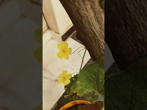 इन फूलों का क्या नाम है ???