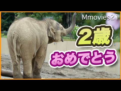 【タオ2歳の誕生日】ぱや毛なびかせ走る！響くパオーン！アジアゾウの声