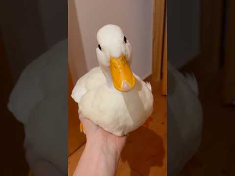 持ち上げられたアヒル達。The ducks that were lifted up.