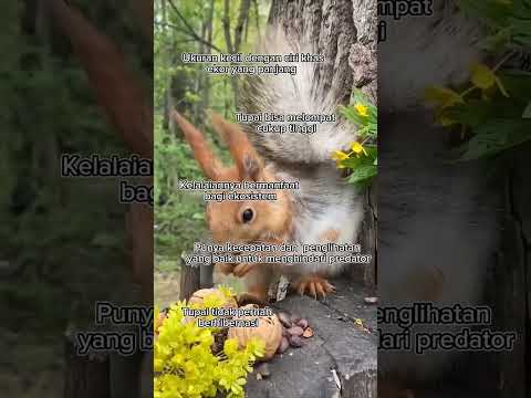 Fakta unik tentang Tupai #shorts #faktaunik #hewan #tupai #squirrel